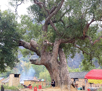 威廉希尔(中国)官方网站